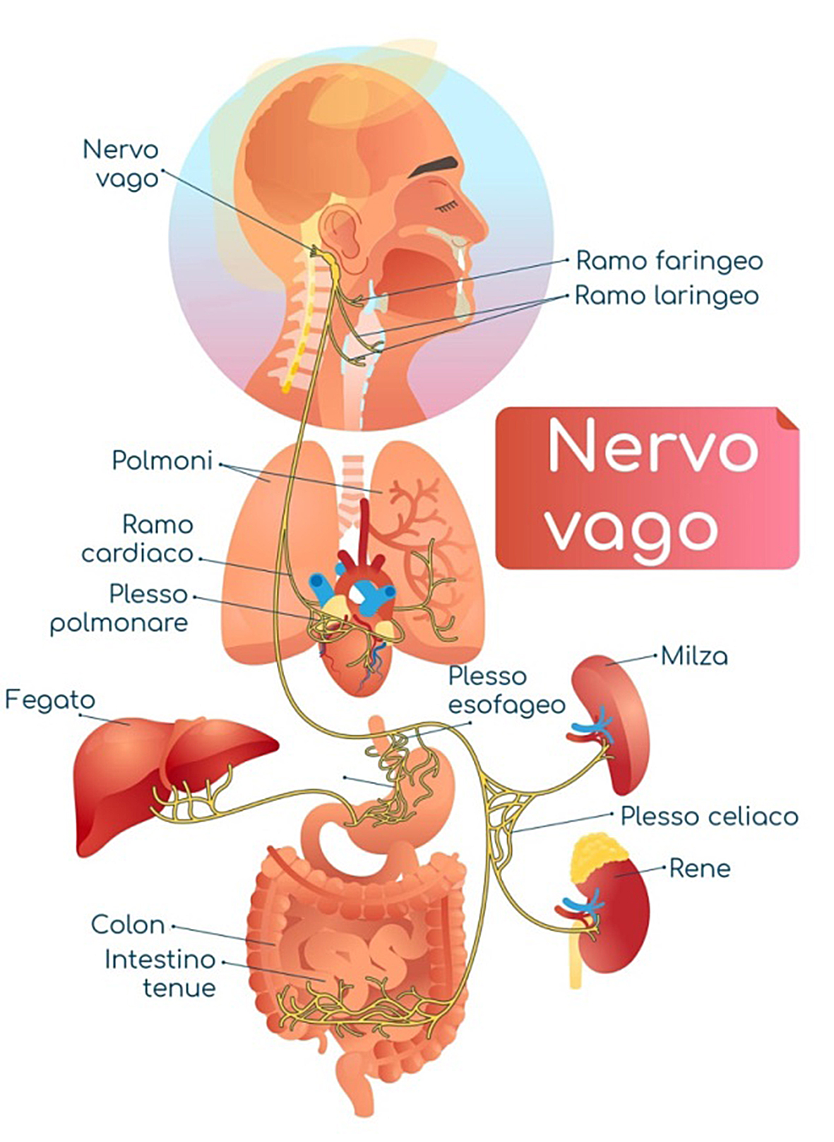 Nervo Vago - Nervo Vago Italia