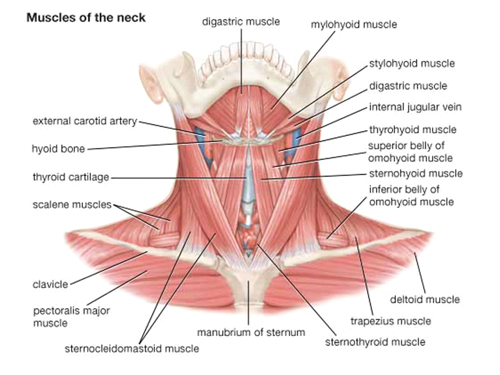 Neck Muscle