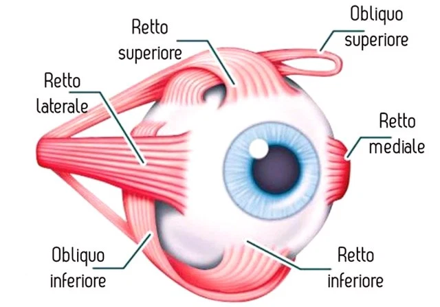 occhio