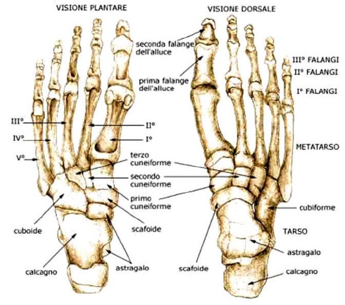 dolore ossa piede anatomia