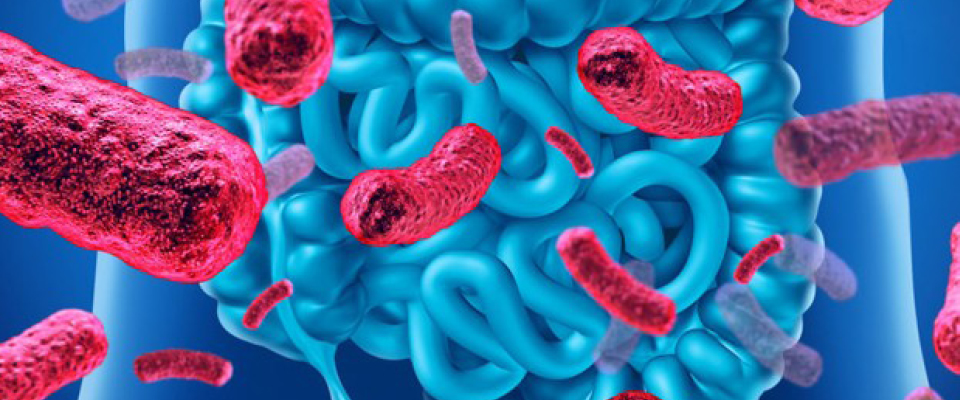 webinar microbiota