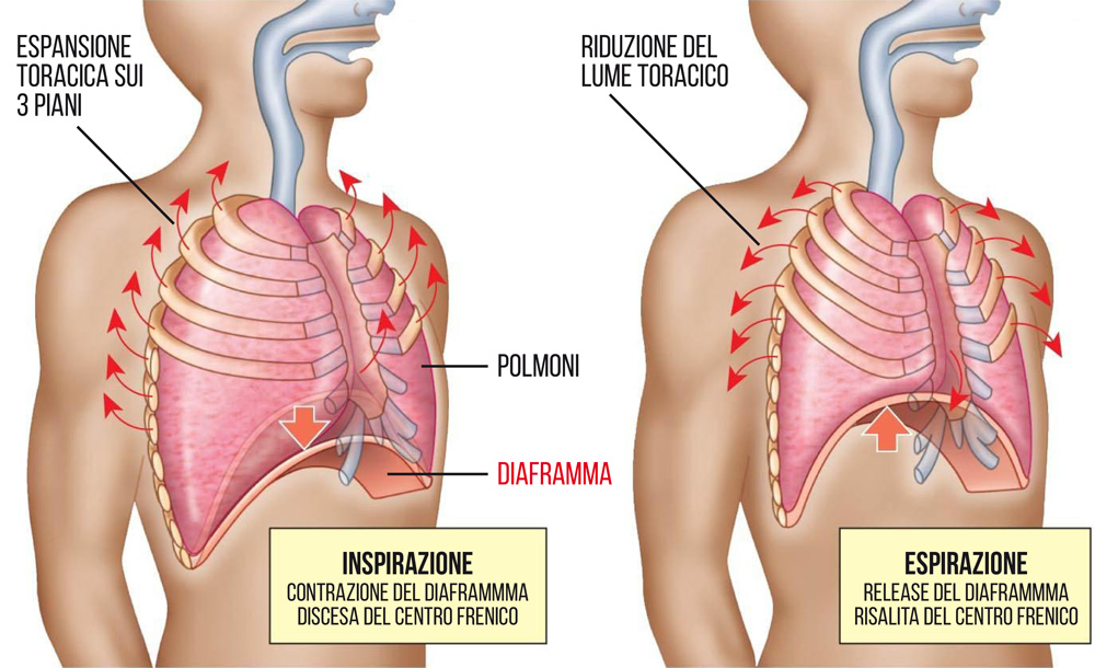 schema diaframma