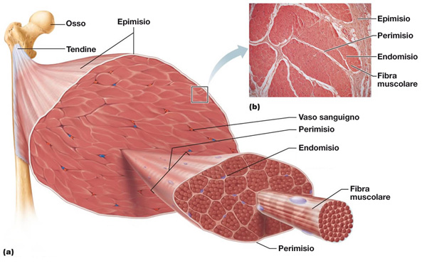 muscolo